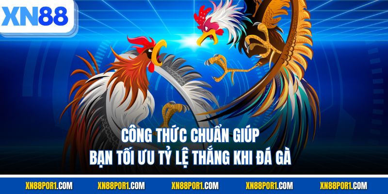 Công thức chuẩn giúp bạn tối ưu tỷ lệ thắng khi đá gà